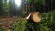 Господарський суд задовольнив позов про стягнення понад 1,12 млн грн за незаконне вирубування дерев